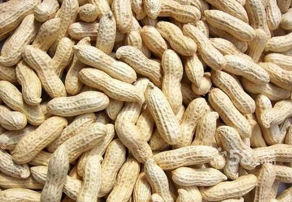 peanut in shell