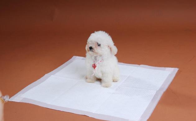 Pet Pad