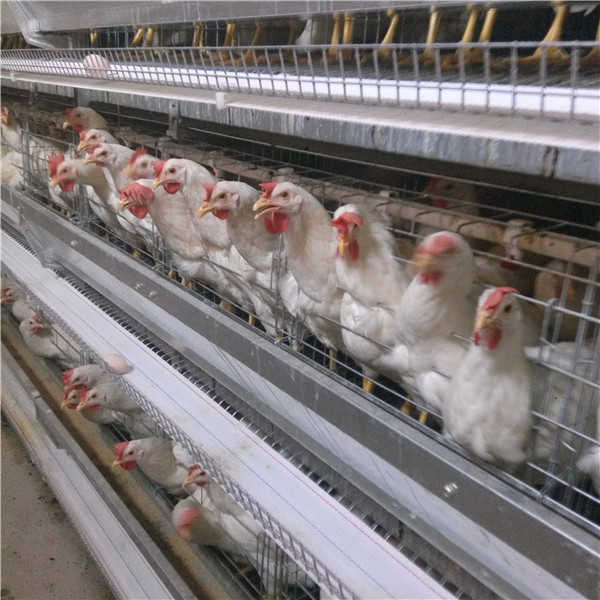 A Type Automatic Chicken Cages Duck