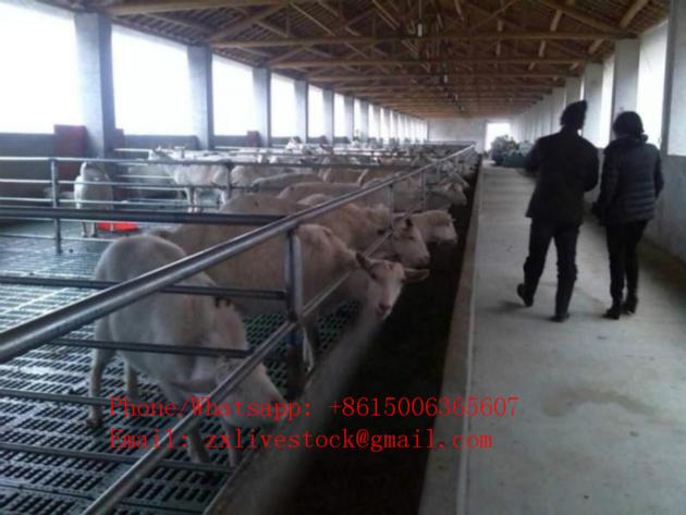 Plastic Slat Floor For Goat