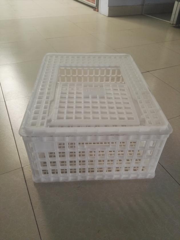 Plastic Crates For Duck Goose Transportation