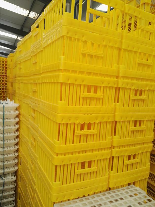 Plastic Crates For Egg Transportation 180