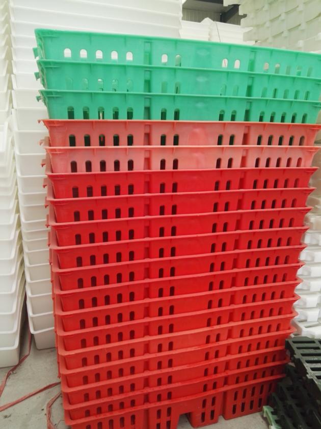 Baby Chicks Crates Plastic Coops