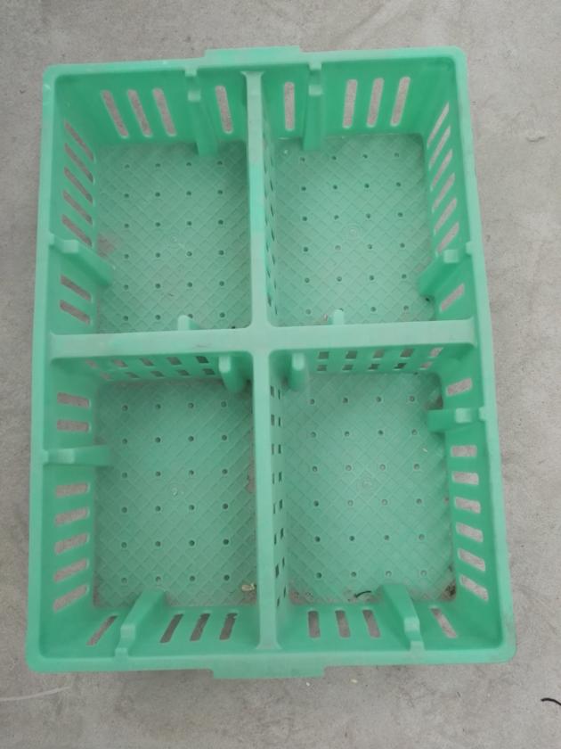 baby chicks crates plastic coops