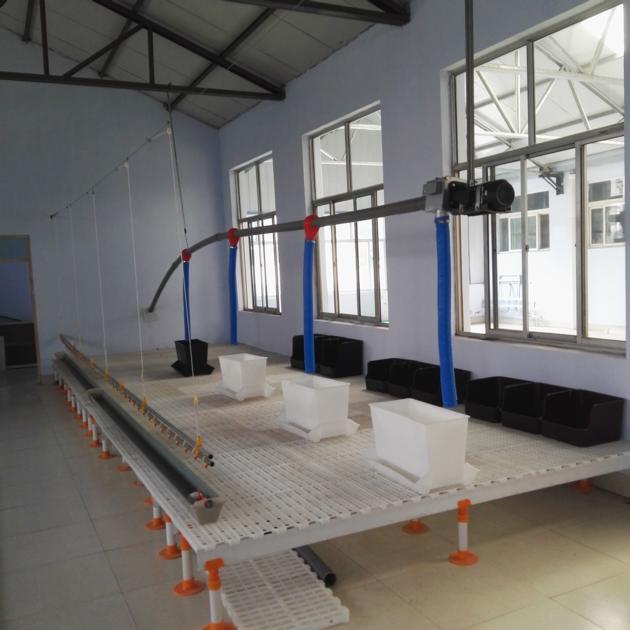 Duck automatic feeding line