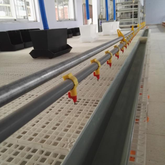 Duck Automatic Feeding Line