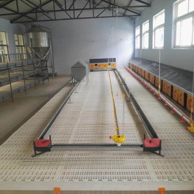 broiler chicken chain feeding system