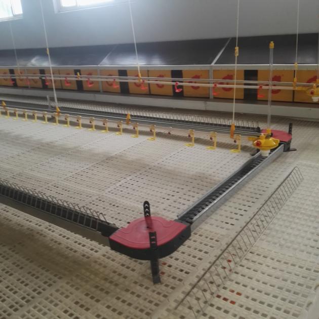 Broiler Chicken Chain Feeding System