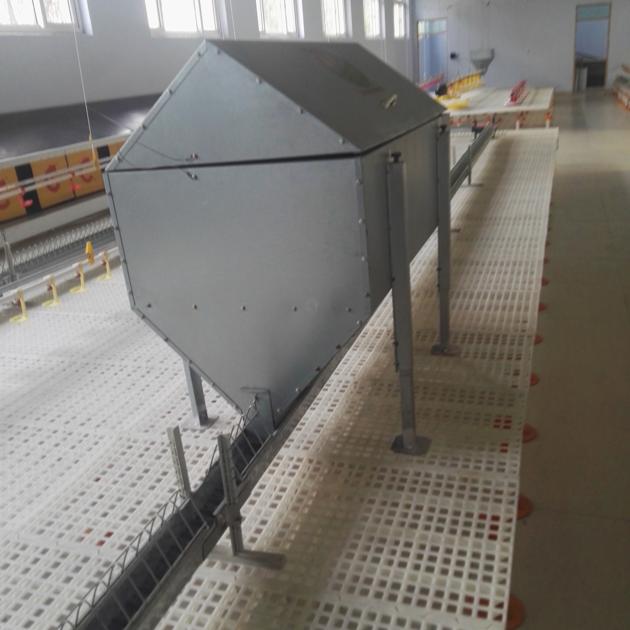 Broiler Chicken Chain Feeding System