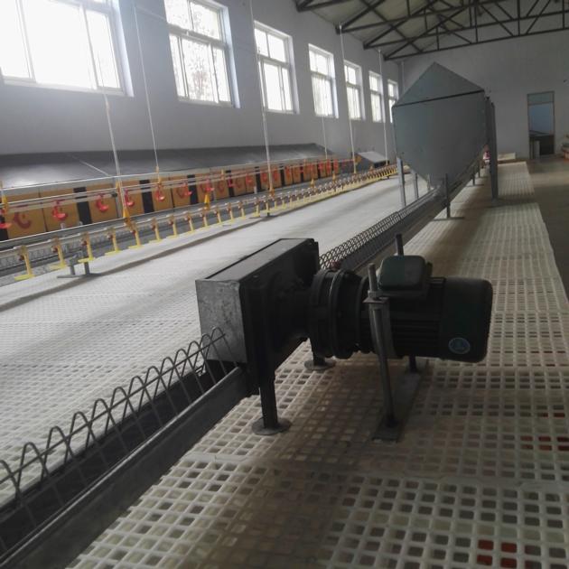 Broiler Chicken Chain Feeding System