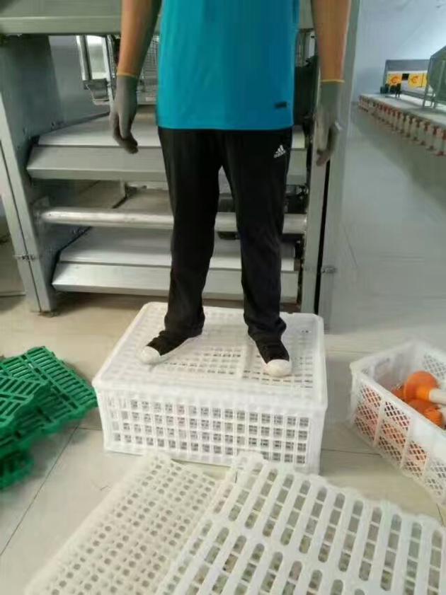 Plastic Crates For Live Chicken Transportation