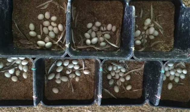Duck egg laying nest