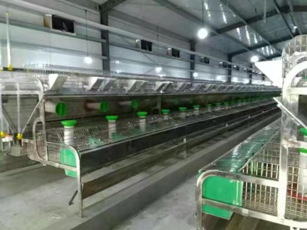 Automatic Rabbit Breeding Cages