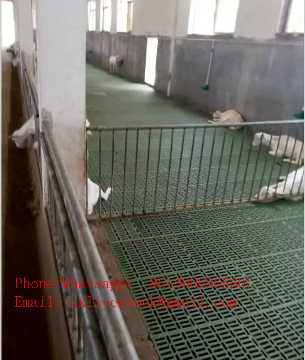 Plastic slat floor for goat