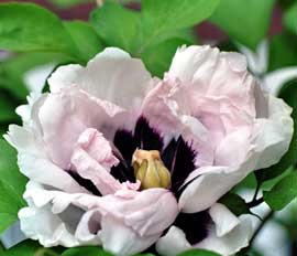 Chinese Tree Peony