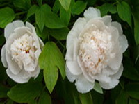 Peony flower plant